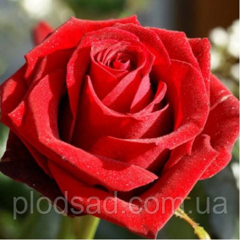 Троянда чайно-гібридна Самурай