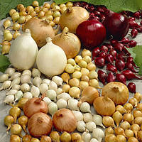 Цибуля сіянка