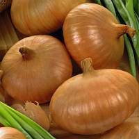 Цибуля сівок озима (тиканка, саджанка) Штуттгартер Стенфілд 10/21 0.5 кг Голандія