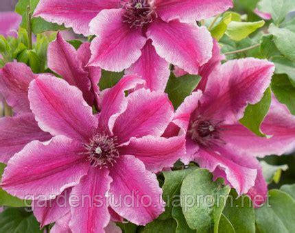 Клематіс Карнаби (Clematis Carnaby)