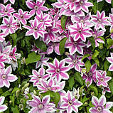 Клематіс Карнаби (Clematis Carnaby), фото 2