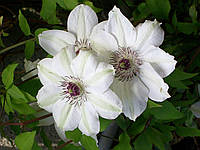 Клематис Мисс Бейтман (Clematis Miss Bateman)