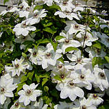 Клематіс Місс Бейтман (Clematis Miss Bateman), фото 2