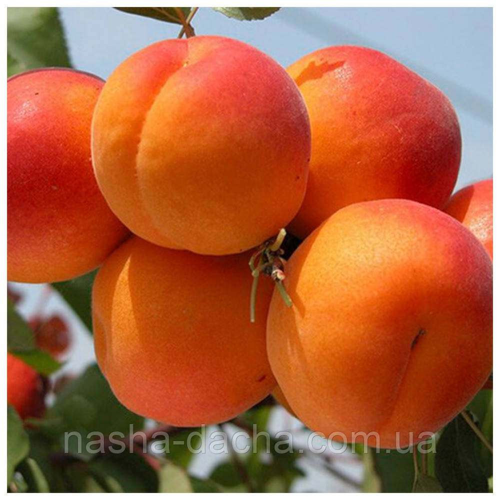 Абрикос Джумбо Тардів (середньостиглий)