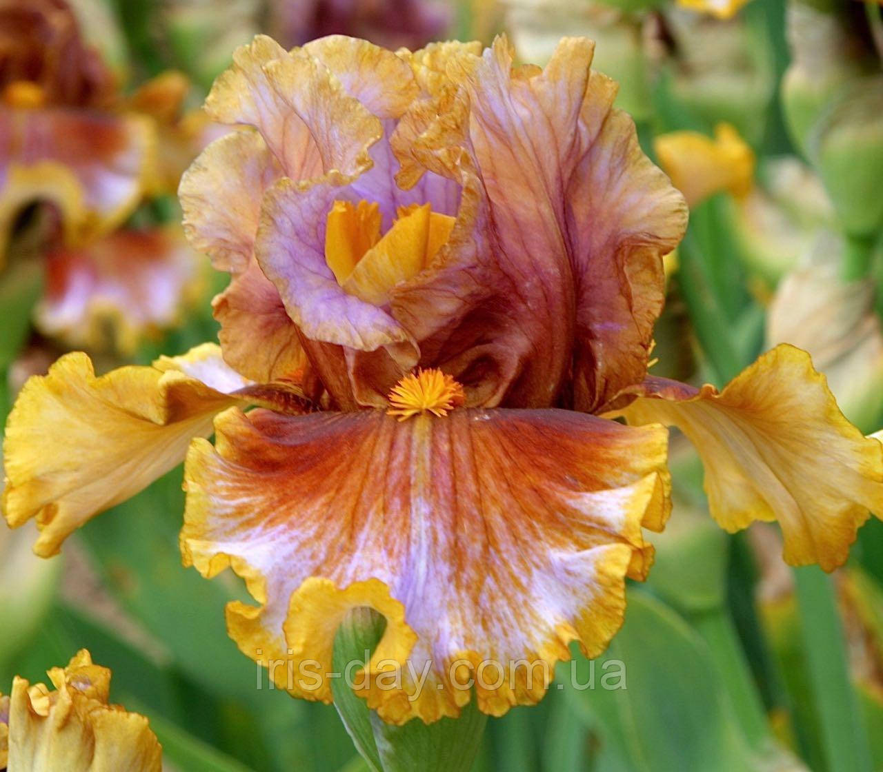 Ірис Last Out (Black 2019) (сажінки), фото 1