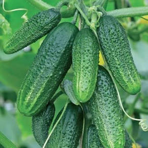 Огірок Конні F1 (самозапильний, корнішон, Німеччина) 12 шт., насіння Яскрава, фото 2