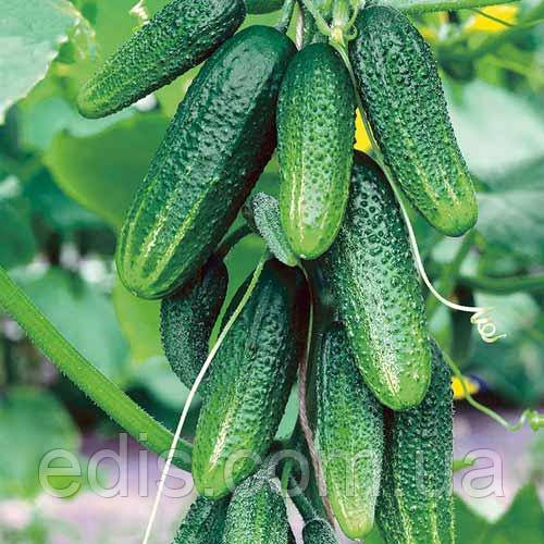 Огірок Конні F1 (самозапильний, корнішон, Німеччина) 12 шт., насіння Яскрава