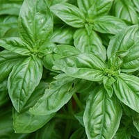 Насіння базиліка Зелений Лимонний, Агролиния