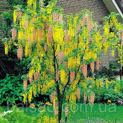 Лабурноцитісус Адама / h 60-80 / Laburnocytisus adamii, фото 1