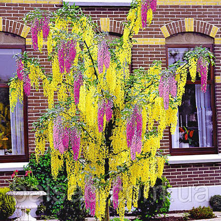 Лабурноцитісус Адама / h 60-80 / Laburnocytisus adamii, фото 3