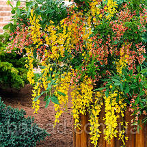 Лабурноцитісус Адама / h 60-80 / Laburnocytisus adamii, фото 4