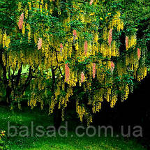 Лабурноцитісус Адама / h 60-80 / Laburnocytisus adamii, фото 5