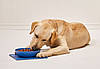 Twisty Dish нековзна миска для домашніх тварин з килимком | Посуд для собак і кішок, фото 5