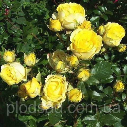 Троянда бордюрна Шані