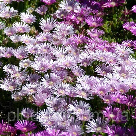 Делосперма Sundella Lavender