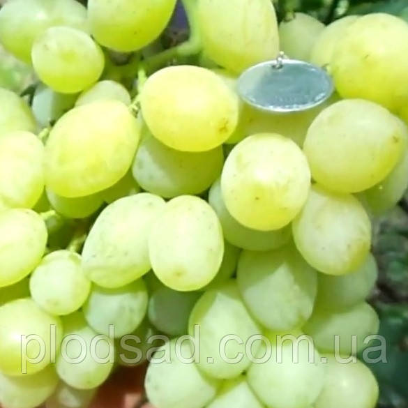 Виноград Хруст