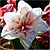 Amaryllis