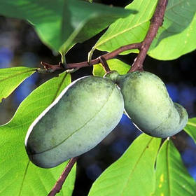 Саджанці азиміни 1-річної