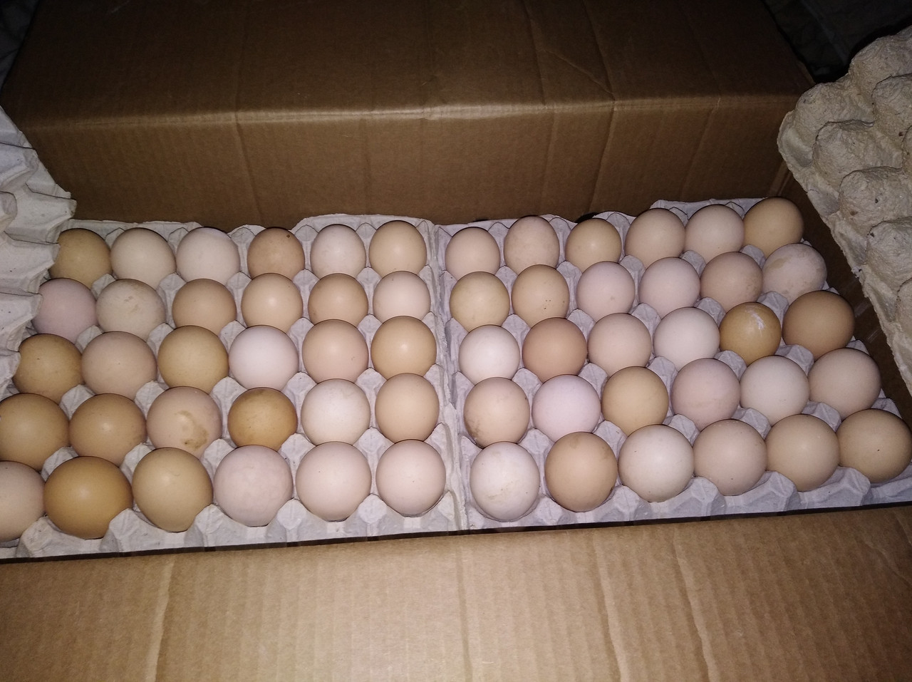Інкубаційне кобб500 яйце молодка