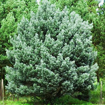 Сосна звичайна Ватерері / h 80 / Pinus sylvestris Watereri, фото 3