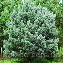 Сосна звичайна Ватерері / h 80 / Pinus sylvestris Watereri, фото 6