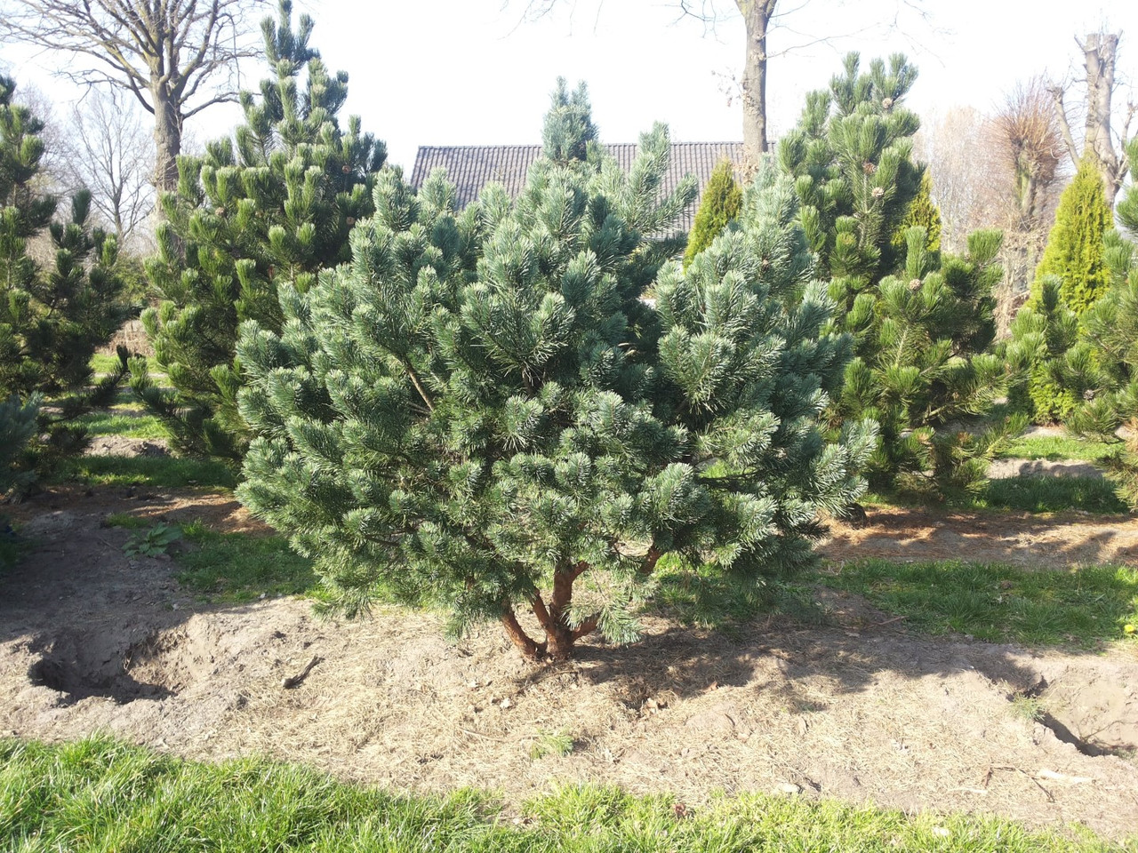 Сосна обыкновенная Ватерери / d 40-60 / Pinus sylvestris Watereri - фото 5 - id-p1356795197