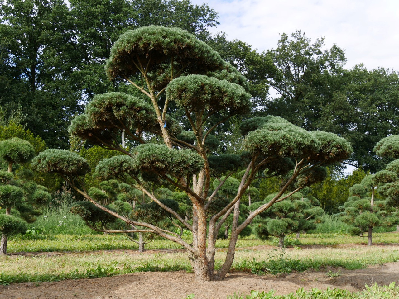 Сосна обыкновенная Ватерери / d 40-60 / Pinus sylvestris Watereri - фото 6 - id-p1356795197