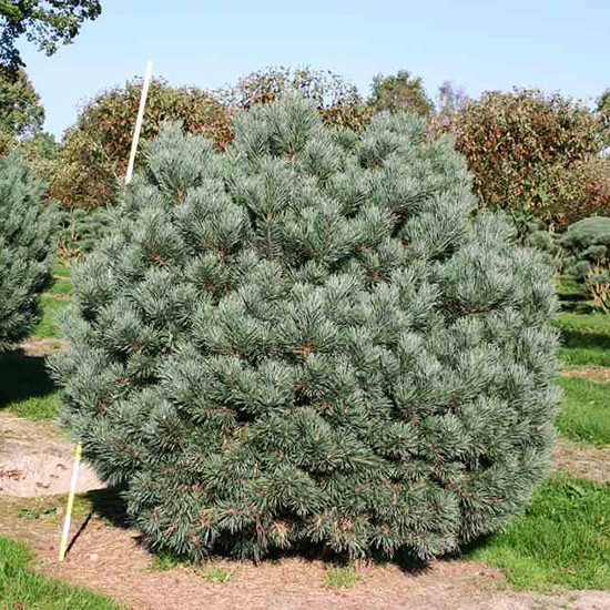 Сосна обыкновенная Ватерери / d 40-60 / Pinus sylvestris Watereri - фото 2 - id-p1356795197