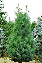 Сосна веймутова Денса Хілл / h 80-110 / Pinus strobus Densa Hill, фото 2