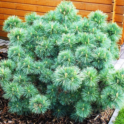 Сосна веймутова Макопін / h 20-30 / Pinus strobus Macopin, фото 2