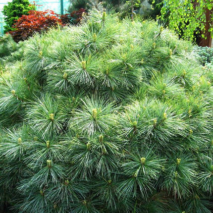 Сосна веймутова Макопін / h 20-30 / Pinus strobus Macopin, фото 3