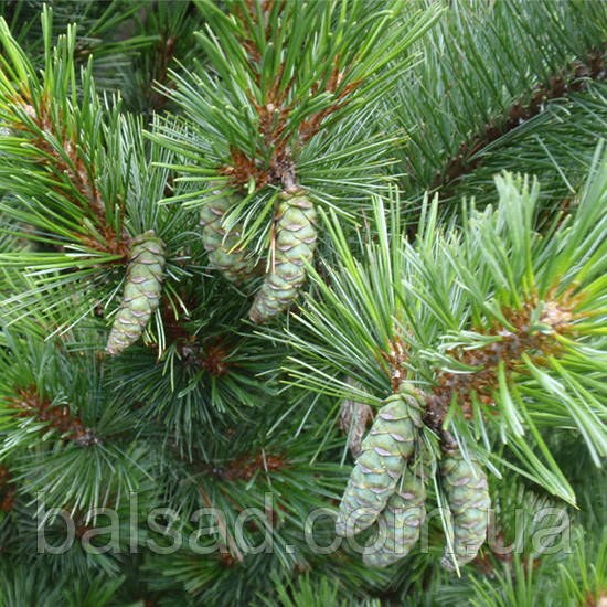 Сосна веймутова Блю Шаг / h 20-30 / Pinus strobus Blue Shag