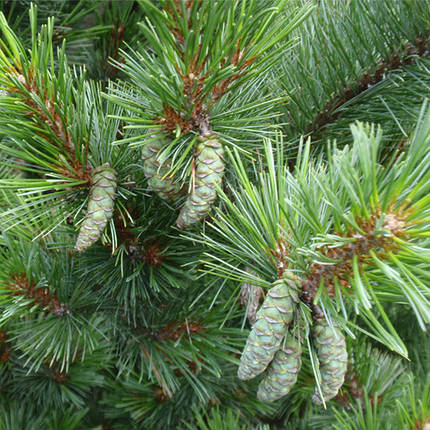 Сосна веймутова Макопін / h 20-30 / Pinus strobus Macopin, фото 1