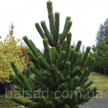 Сосна чорна Орегон Грін / h 50-70 / Pinus nigra Oregon Green, фото 5