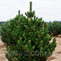 Сосна чорна Орегон Грін / h 50-70 / Pinus nigra Oregon Green, фото 3