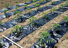 Агротканина проти бур'янів 70 г/м² PP, чорна
UV 0,4х100м, AT7004100, фото 5