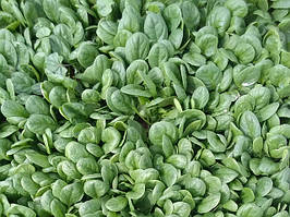 Насіння шпинату Акадія F1 (Acadia F1), 25000 шт.