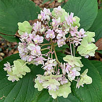 Гортензія інволюкрата "Yoraku Tama". Hydrangea involucrata "Yoraku Tama".