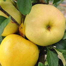 Яблуня Донешта (Україна) (літня)