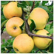 Яблуня Сіріус (зимова)