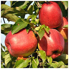 Яблуня Ліголь (зимова)