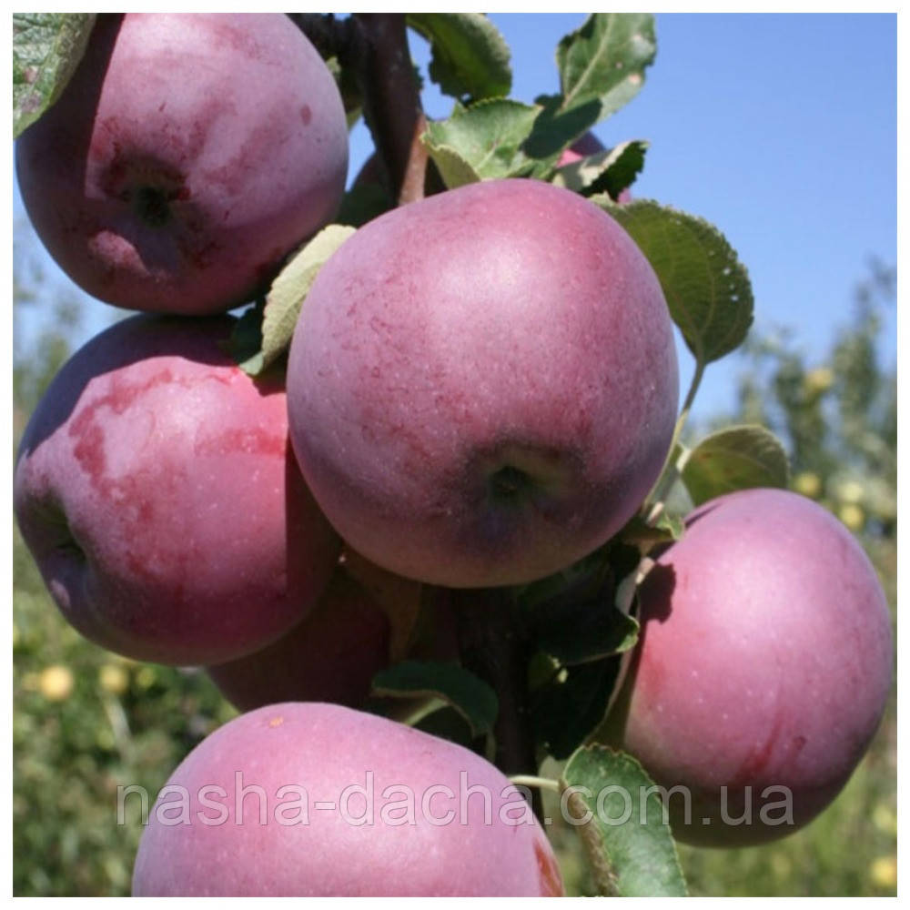 Яблуня Вільямс Прайд (літня)