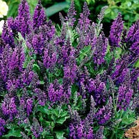 Шавлія дулазячий Marcus