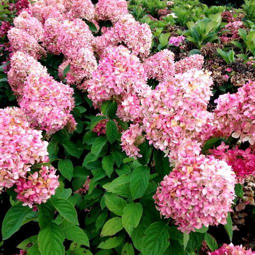 Саджанці Гортензії волотистої Меджикал Кендл (Hydrangea paniculata Magical Candle) Р9, фото 1