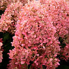 Саджанці Гортензії волотистої Меджикал Кендл (Hydrangea paniculata Magical Candle) Р9, фото 3