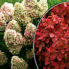 Саджанці Гортензії волотистої Меджикал Кендл (Hydrangea paniculata Magical Candle) Р9, фото 2