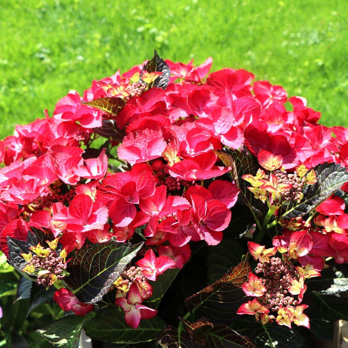 Саджанці Гортензії крупнолистной Червонолистної (Hydrangea macrophylla) Р9
