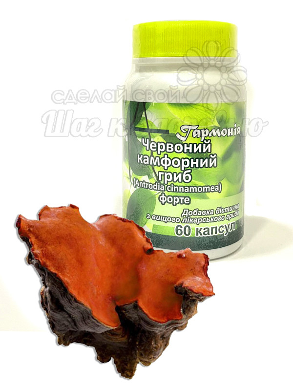 Червоний камфорний гриб, фото 1