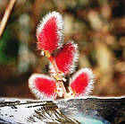 Саджанці Верби тонкостовбурної Маунт Асо (Salix gracilistyla Mount Aso) Р9, фото 3