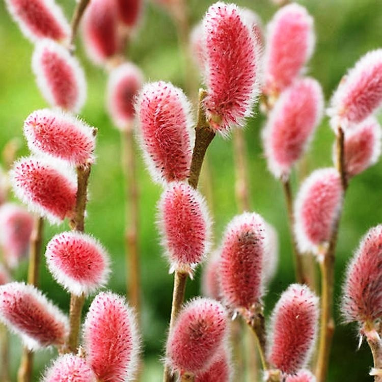 Саджанці Верби тонкостовбурної Маунт Асо (Salix gracilistyla Mount Aso) Р9